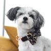 Puccissime Pet Couture Leopard dog bow tie with leather accent