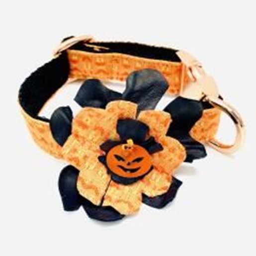 Picture of Halloween orange pumpkin dog collar & real leather flower only