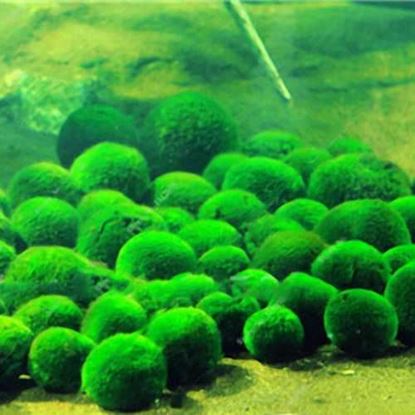 Foto de Egrow 1000 PCS Aquarium Fish Tank Grass Seeds Water Aquatic Plant Seeds Ornamental Lawn Grass