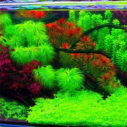 Picture of Egrow 1000 PCS Aquarium Plant Seeds Pine Tree Semillas Raras Plantas Aquatic Fish Tank Decoration Trees Seeds