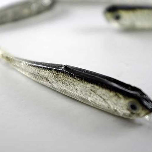 Picture of Grey Soft Silicone Fishing Lure Bait Freshwater Salt Water