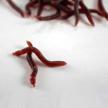 Foto de 1pc Soft EarthWorm Fishing Lures Silicone Red Worms Bait Plastic