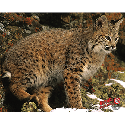 Picture of DuraMesh Archery Target Bobcat 25 in. x 32 in.