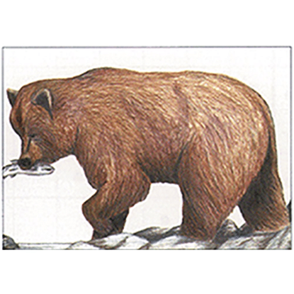 Picture of Maple Leaf NFAA Animal Faces Group 1 Grizzly