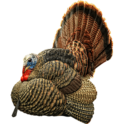 Picture of Avian X Strutter Turkey Decoy