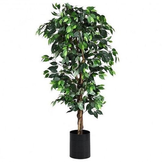 Picture of 6 ft Artificial Ficus Silk Tree