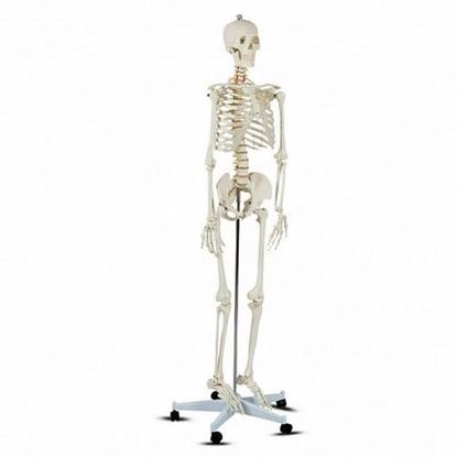 Picture of Medical School Human Anatomy Class Life-size Skeleton Model