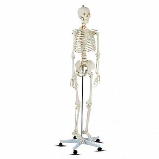 Picture of Medical School Human Anatomy Class Life-size Skeleton Model