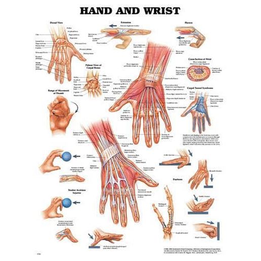 Picture of The Hand & Wrist Chart