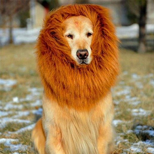 Picture of Lion Mane Wig for Large Dogs