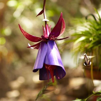 Picture of Sensation Pink Coneflower Bird Feeder