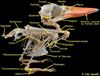 Bird skeletal structures 