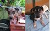 Animal Love Rescue Center