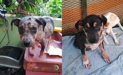 Animal Love Rescue Center