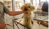 Animal Love Rescue Center