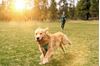Pawls Pack Dog Walking Services 