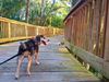 Pawls Pack Dog Walking Services 